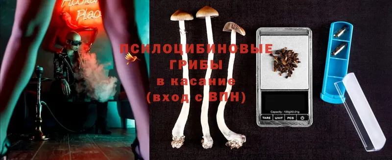 Галлюциногенные грибы Psilocybine cubensis  цены   Сорочинск 